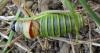 Ephippiger diurnus diurnus